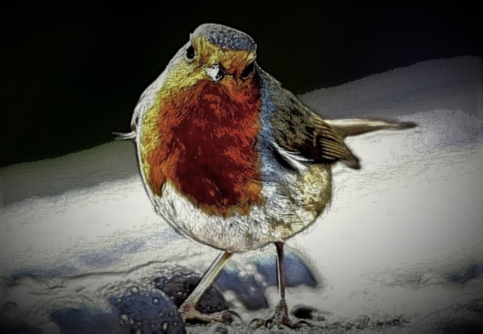 robin4